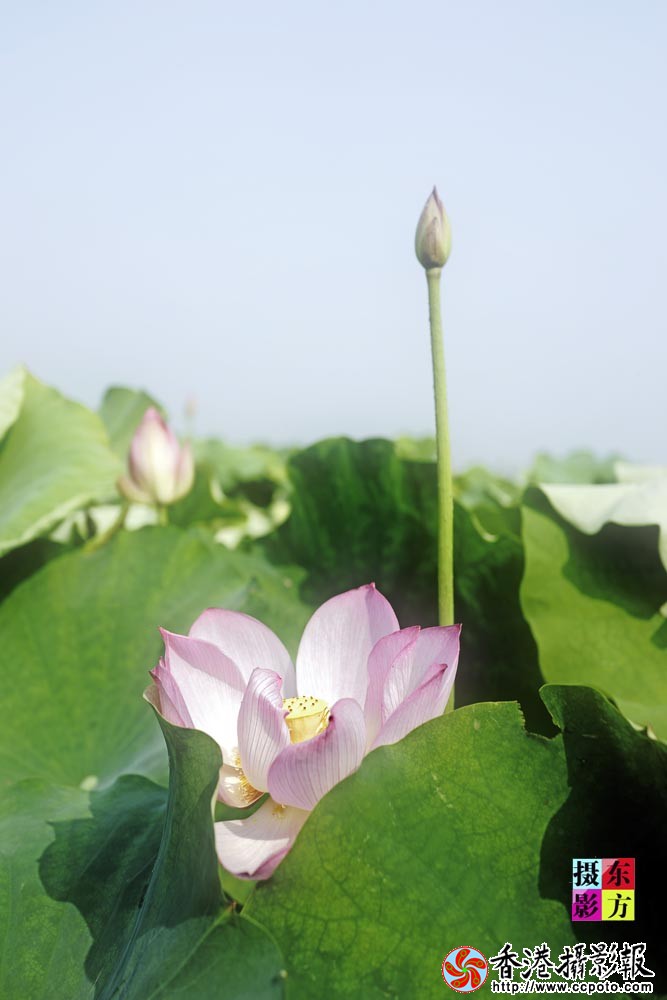 晚荷8..jpg