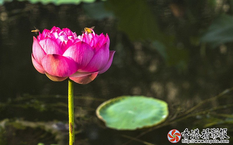 DSC蜂恋荷花_0232副本.jpg