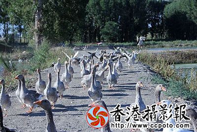 天水一色灰雁舞