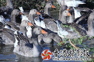 天水一色灰雁舞