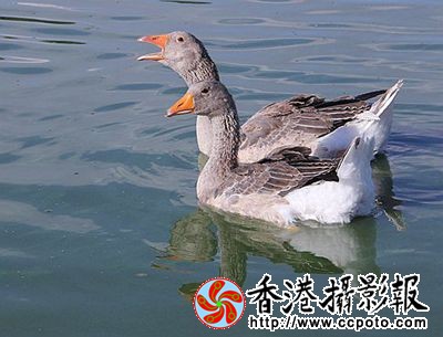 天水一色灰雁舞