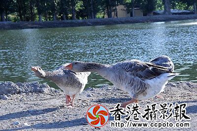 天水一色灰雁舞