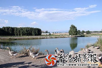 天水一色灰雁舞