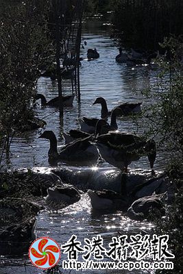 天水一色灰雁舞