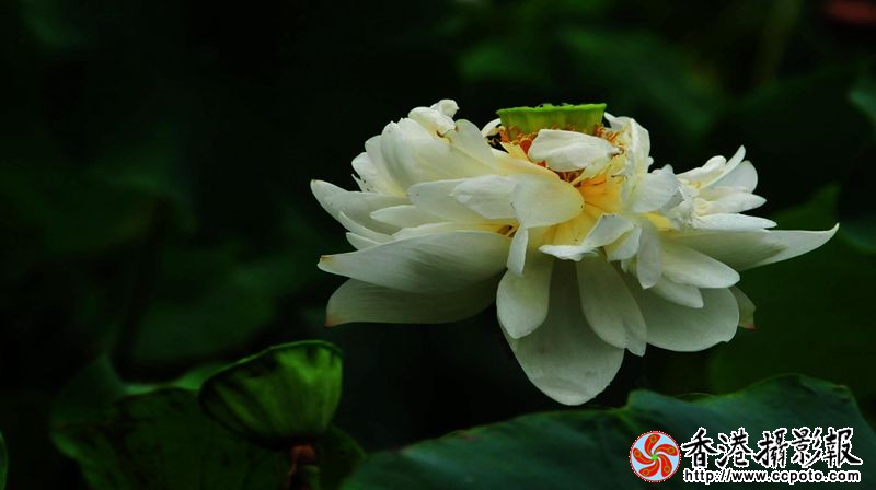美荷