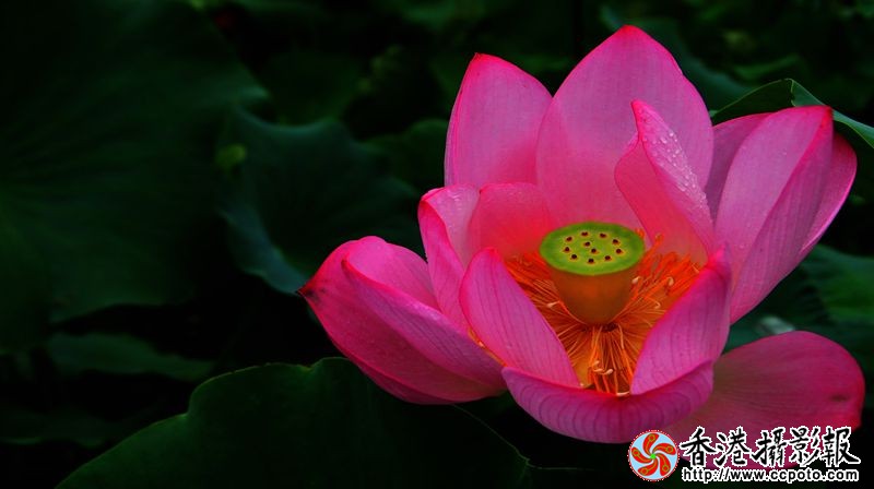 美荷