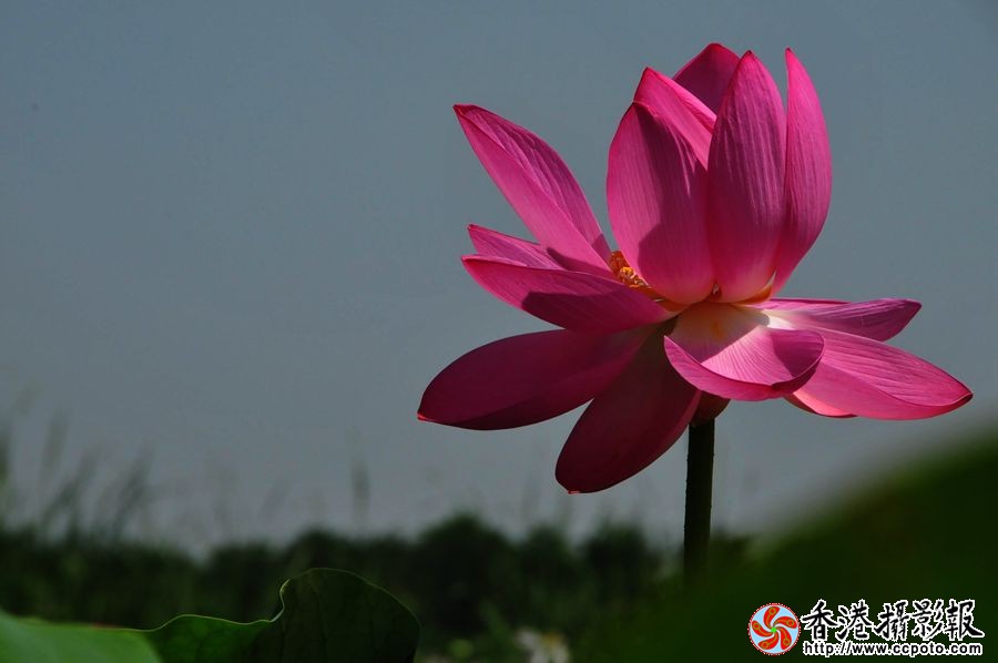 20130813清雅之荷1香港.jpg