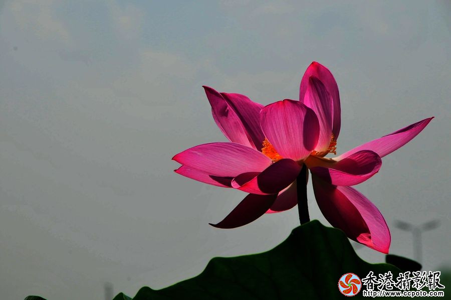 20130813清雅之荷2香港.jpg