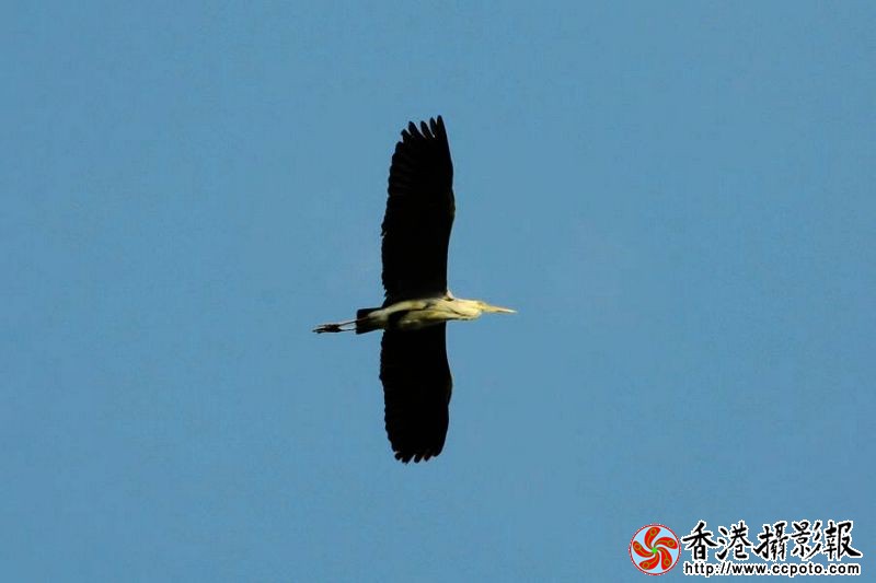 蓝天翱翔
