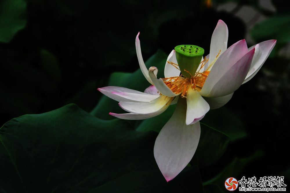 荷舞