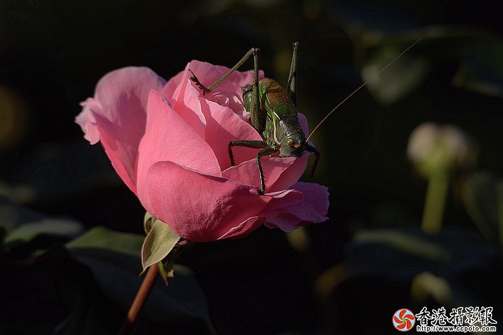 DSC_9992_副本.jpg