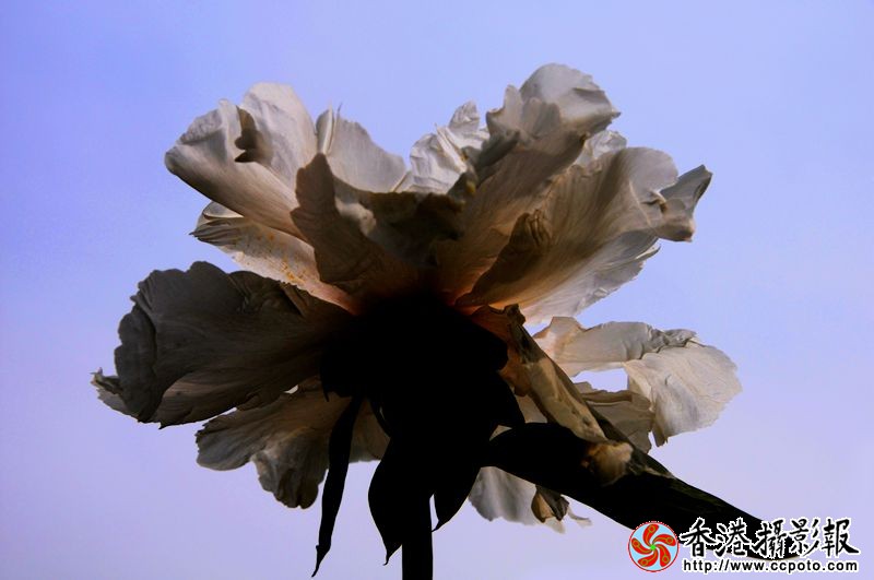 牡丹
