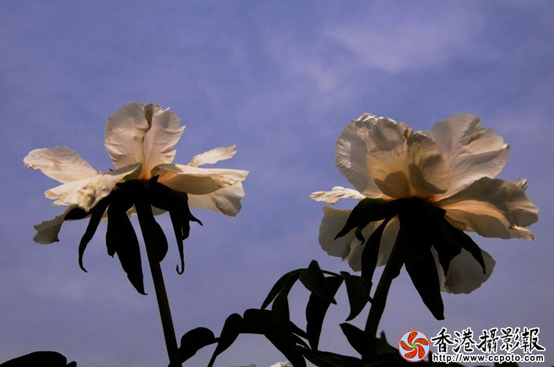 牡丹