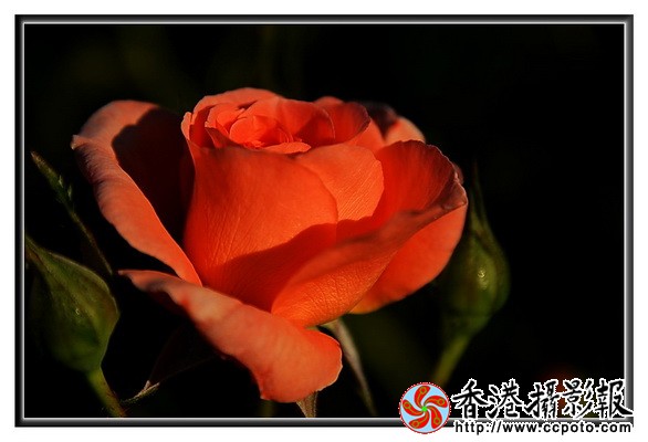 DSC_4668z_调整大小.jpg