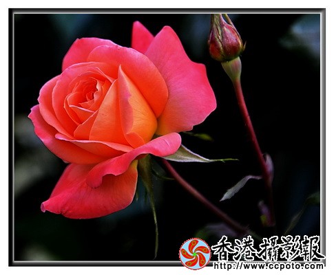 DSC_4678z_调整大小.jpg
