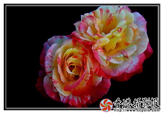 DSC_4671z_调整大小.jpg