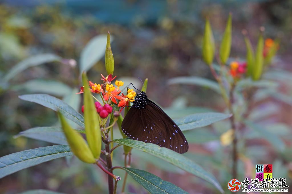 蝴蝶谷的花蝴蝶1..jpg