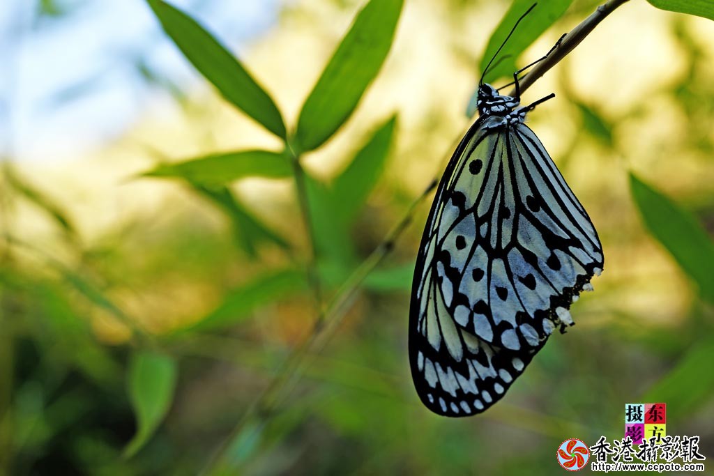 蝴蝶谷的花蝴蝶2..jpg