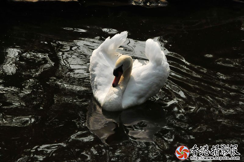 20140206漂亮的白天鹅3香港.jpg