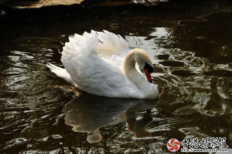 20140206漂亮的白天鹅2香港.jpg