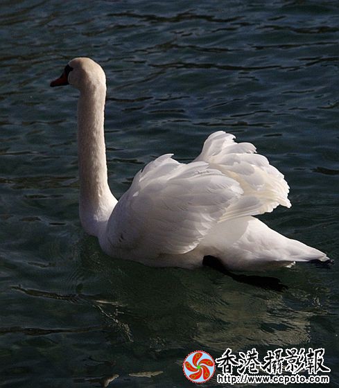 天鹅仙子