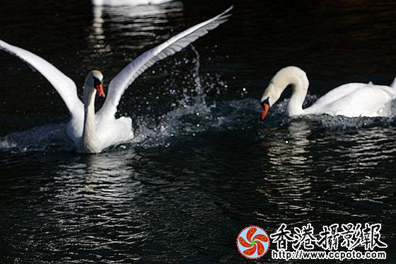 水上嬉戏