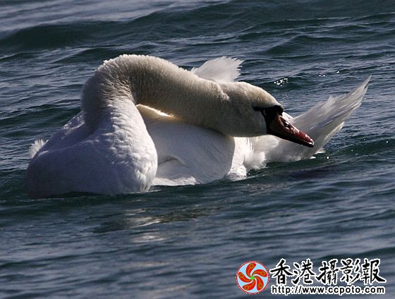 水上装扮