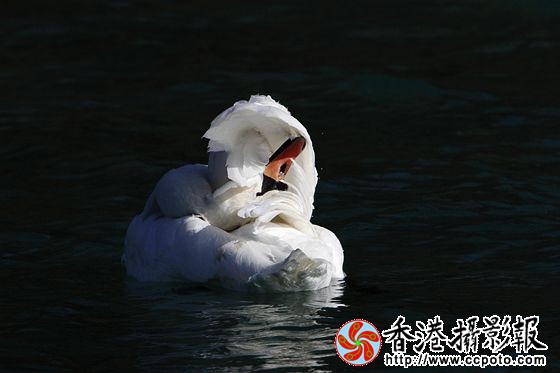水上装扮
