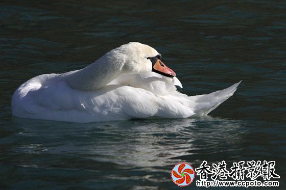水上装扮