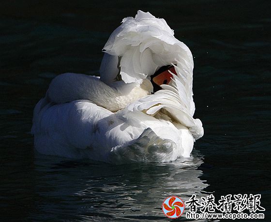 水上装扮