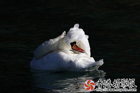 水上装扮