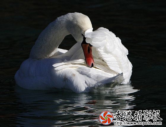 水上装扮