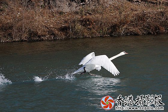 展翅飞翔