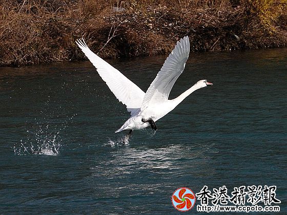 展翅飞翔
