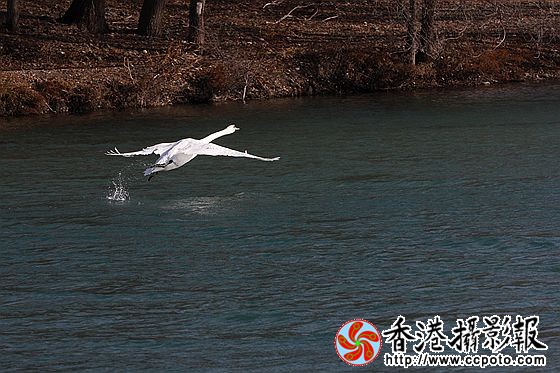 展翅飞翔