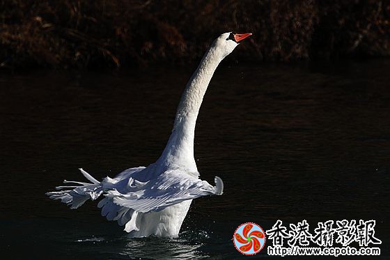 翩翩起舞