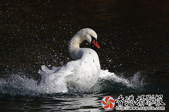 翩翩起舞