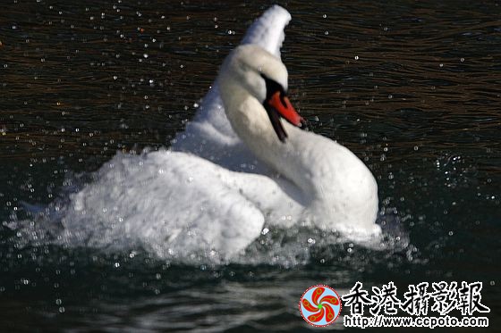 翩翩起舞