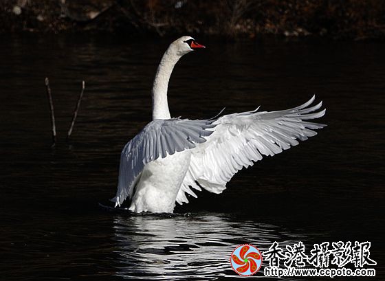 翩翩起舞
