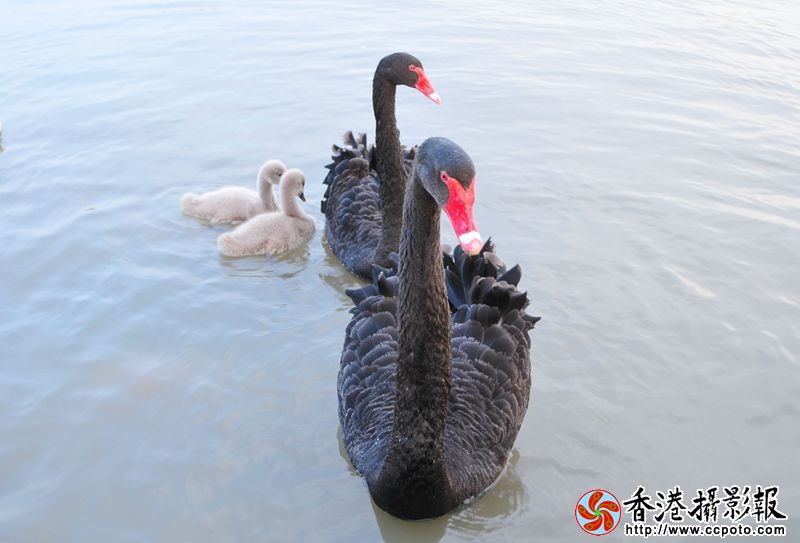 黑天鹅