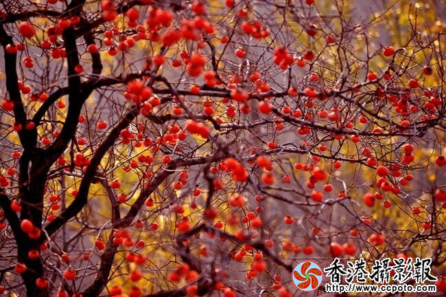 QQ图片20151121094043.jpg