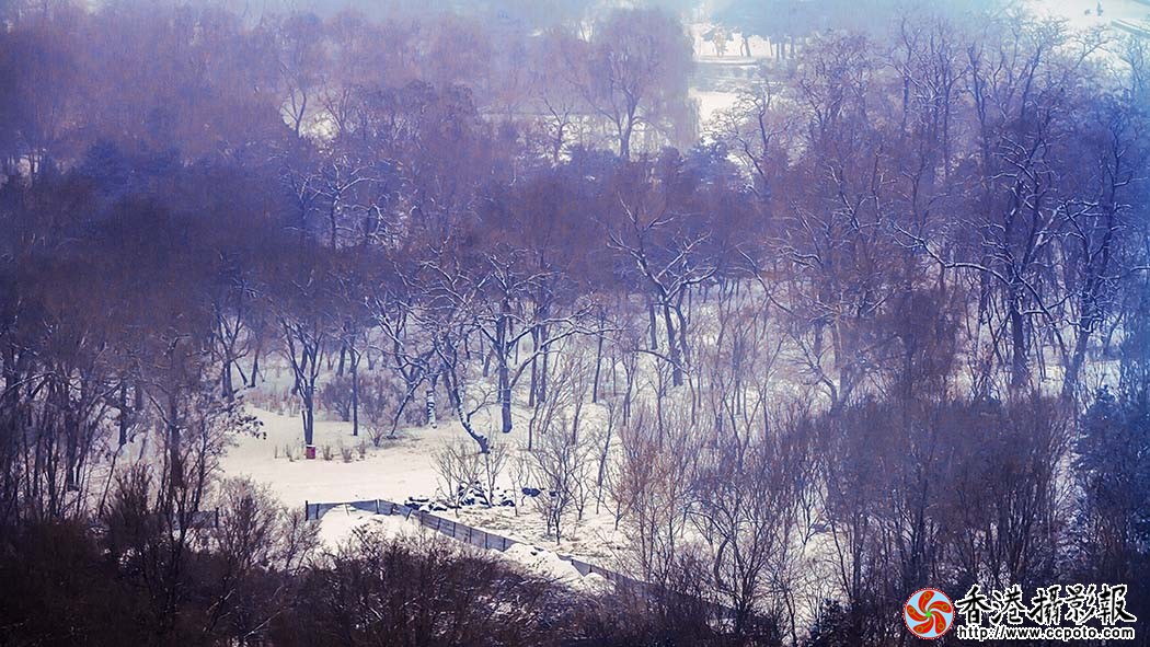 IMG_2581密林迎飘雪111.jpg