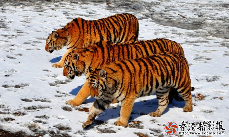 东北虎