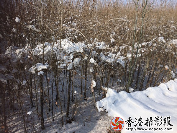 D53BB0E4-9B71-4F31-AFFB-6BD2D5B58828_副本600.jpg