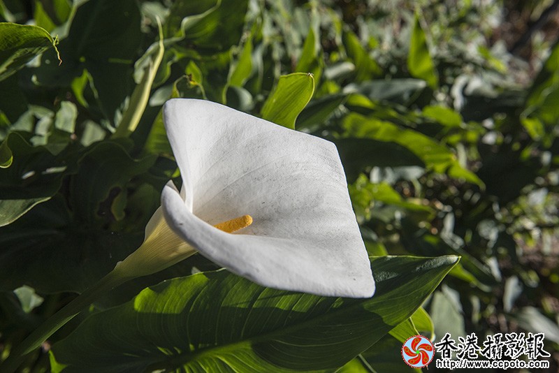 DSC_1620副本.jpg