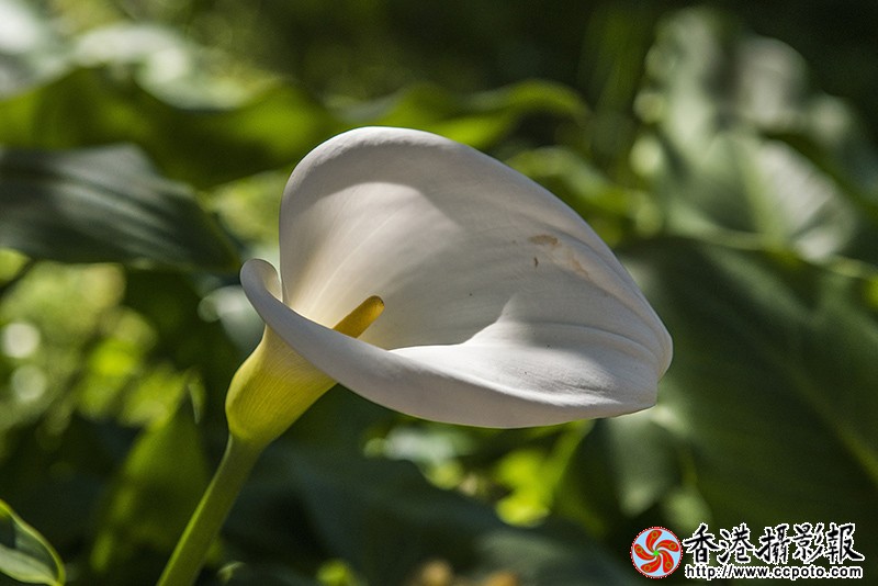 DSC_1684副本.jpg