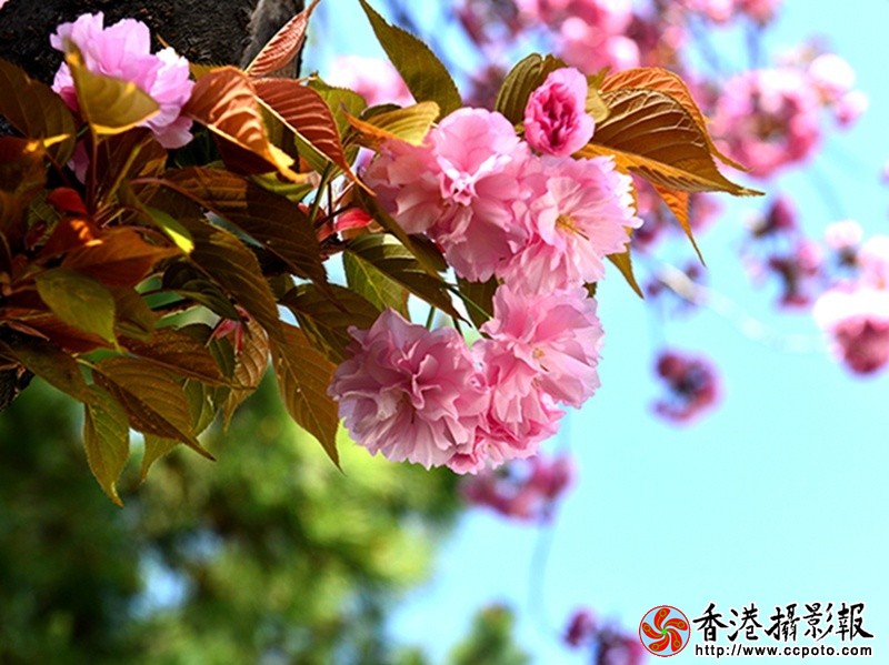 DSC樱花_0202.JPG