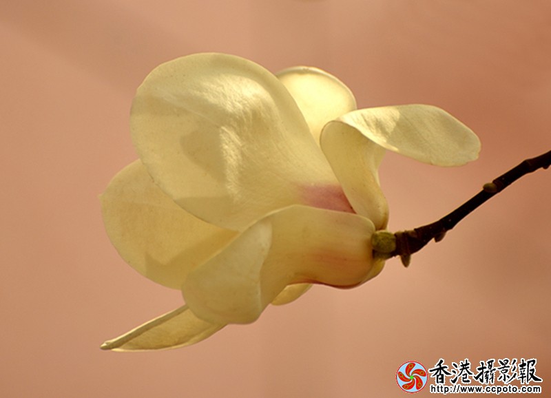 DSC玉兰花_9822.JPG