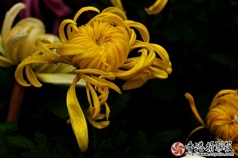 DSC_0451副本.jpg