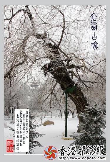 仓西古榆.jpg